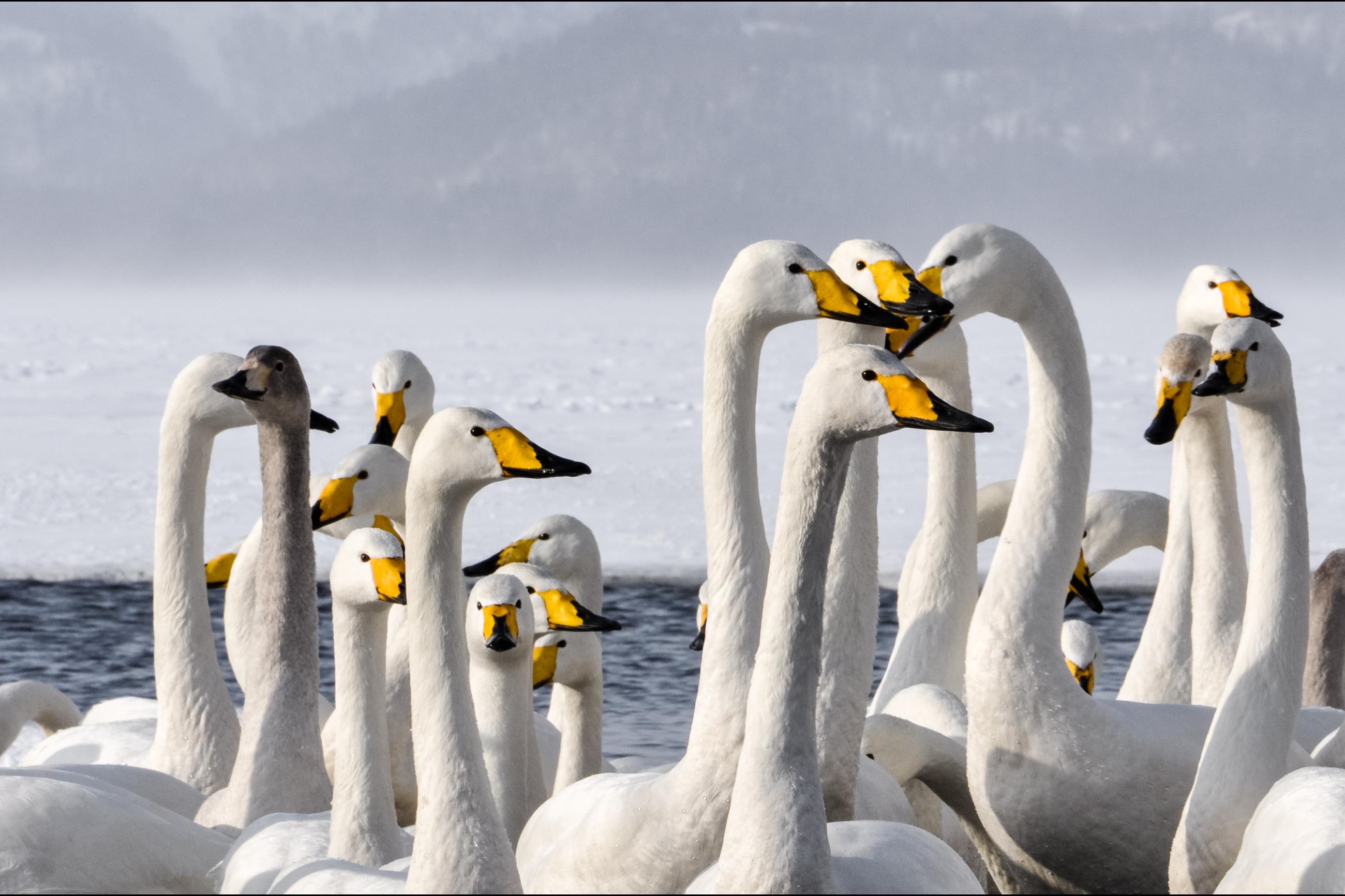 Wondering Hooper Geese